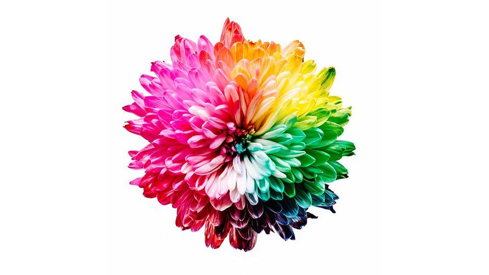 How to Choose a Primary Color for Your Business Website